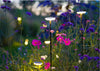 in-lite Sway in-lite Sway